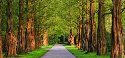 arbre