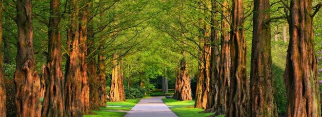 arbre