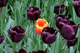 tulipe