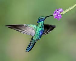 colibri en vol