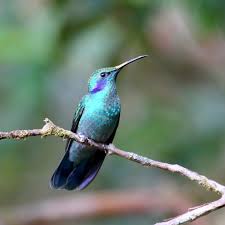 colibri sur branche