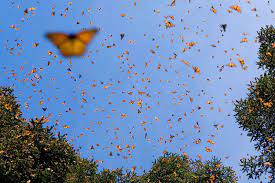 papillonssss